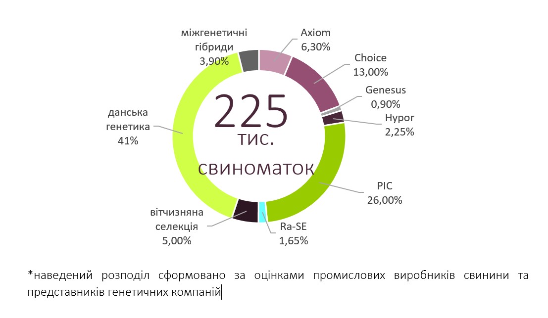 ​Стала відома поточна і прогнозна генетична структура поголів’я свиноматок в Україні