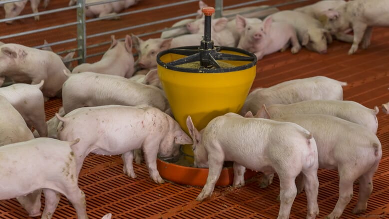 Нова публікація досліджень в журналі Animals узагальнює потенціал поширення африканської чуми свиней (АЧС) через корм.