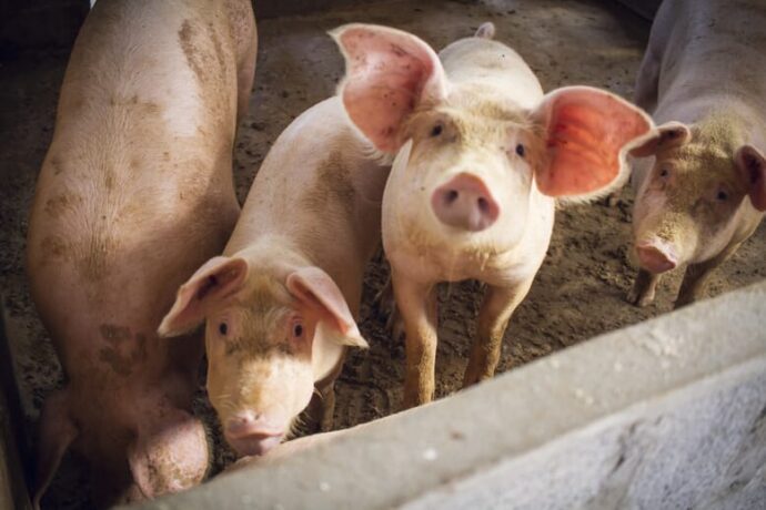 Нова публікація досліджень в журналі Animals узагальнює потенціал поширення африканської чуми свиней (АЧС) через корм.