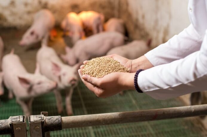 Uniprotein – новий варіант харчування свиней