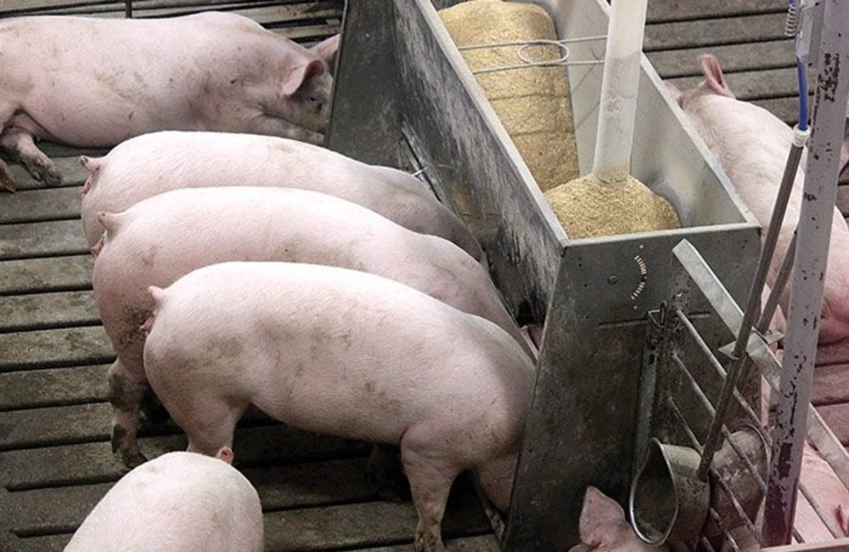 Оприлюднено закупівельні ціни на живих свиней на 21 – 27 червня 2021 року