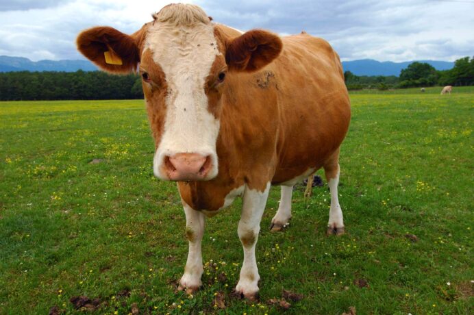 Харківщина збільшує виробництво тваринницької продукції