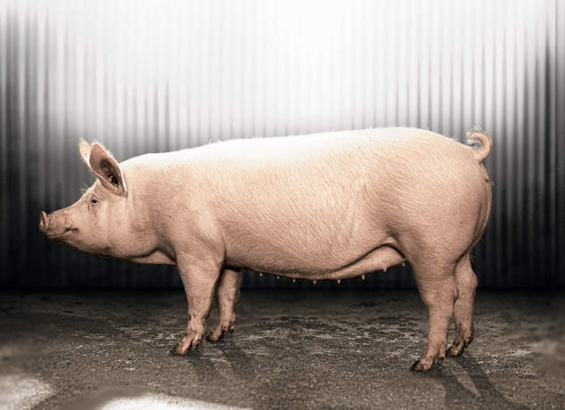 TN70 - свинка №1 від Topigs Norsvin