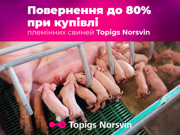 Свинарі отримали можливість повернути до 80% вартості племінних свиней