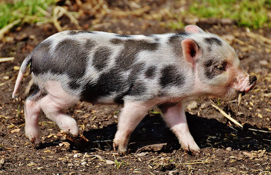 Оприлюднено закупівельні ціни на живих свиней на 26 липня – 01 серпня 2021 року