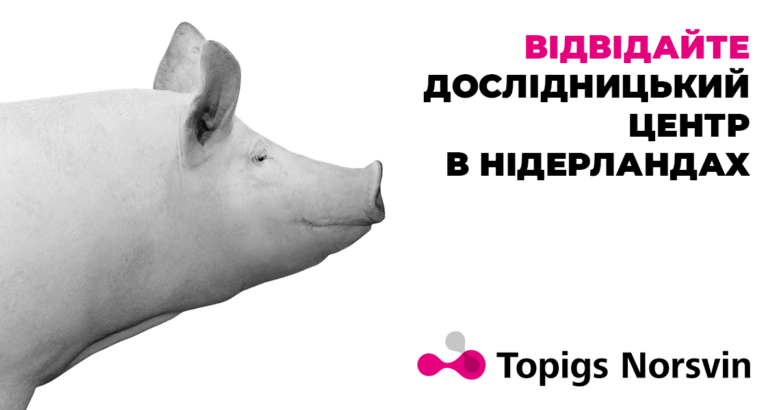 Українських свинарів запрошують відвідати дослідницький центр в Нідерландах
