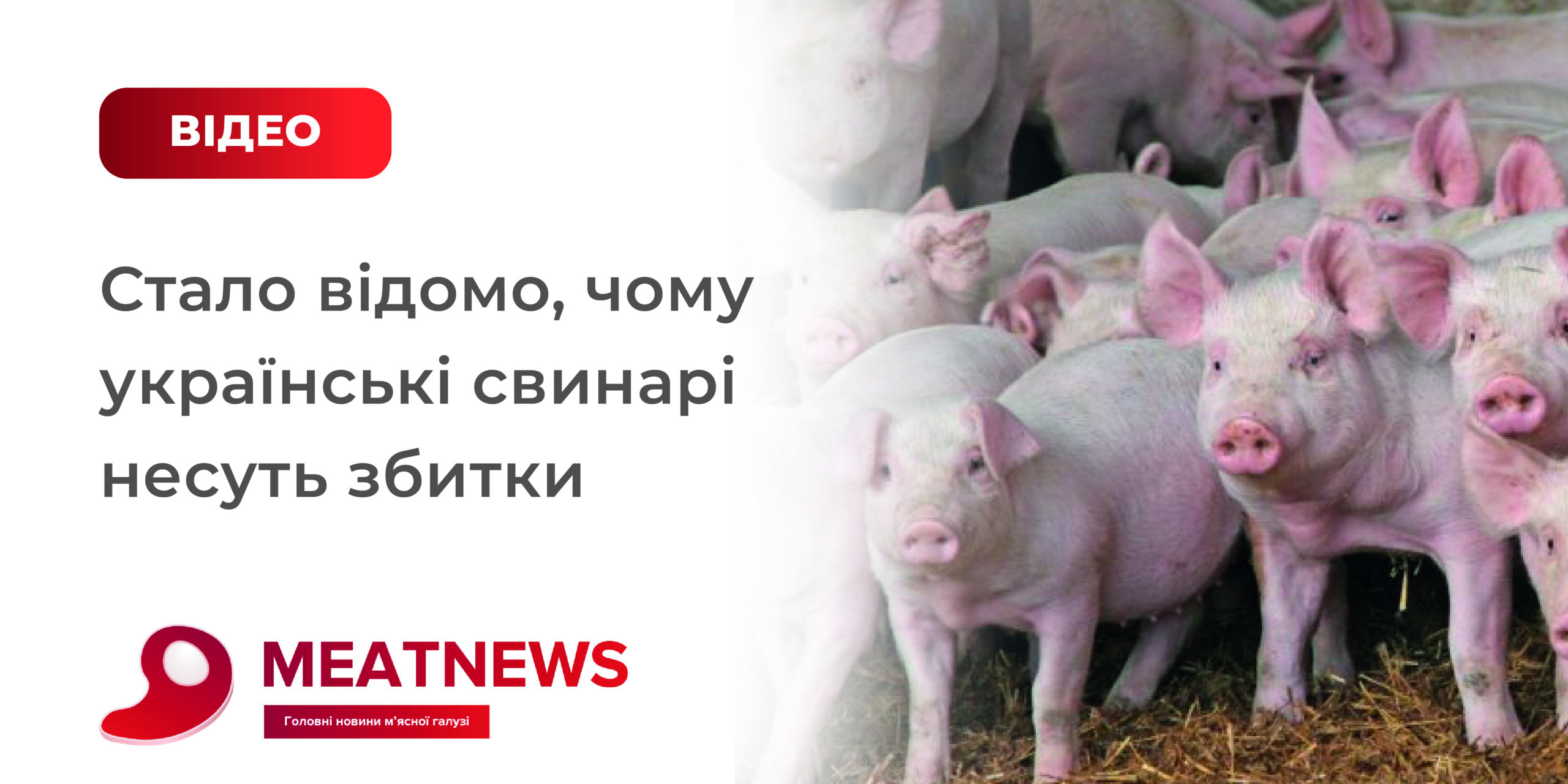 Стало відомо, чому українські свинарі з найвищою ціною в Європі на свиней несуть збитки - відео
