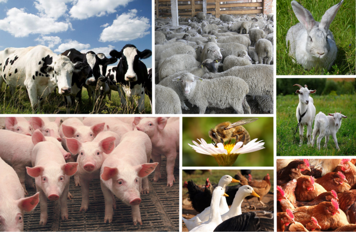 Продукція тваринництва займає лише 5% українського агроекспорту