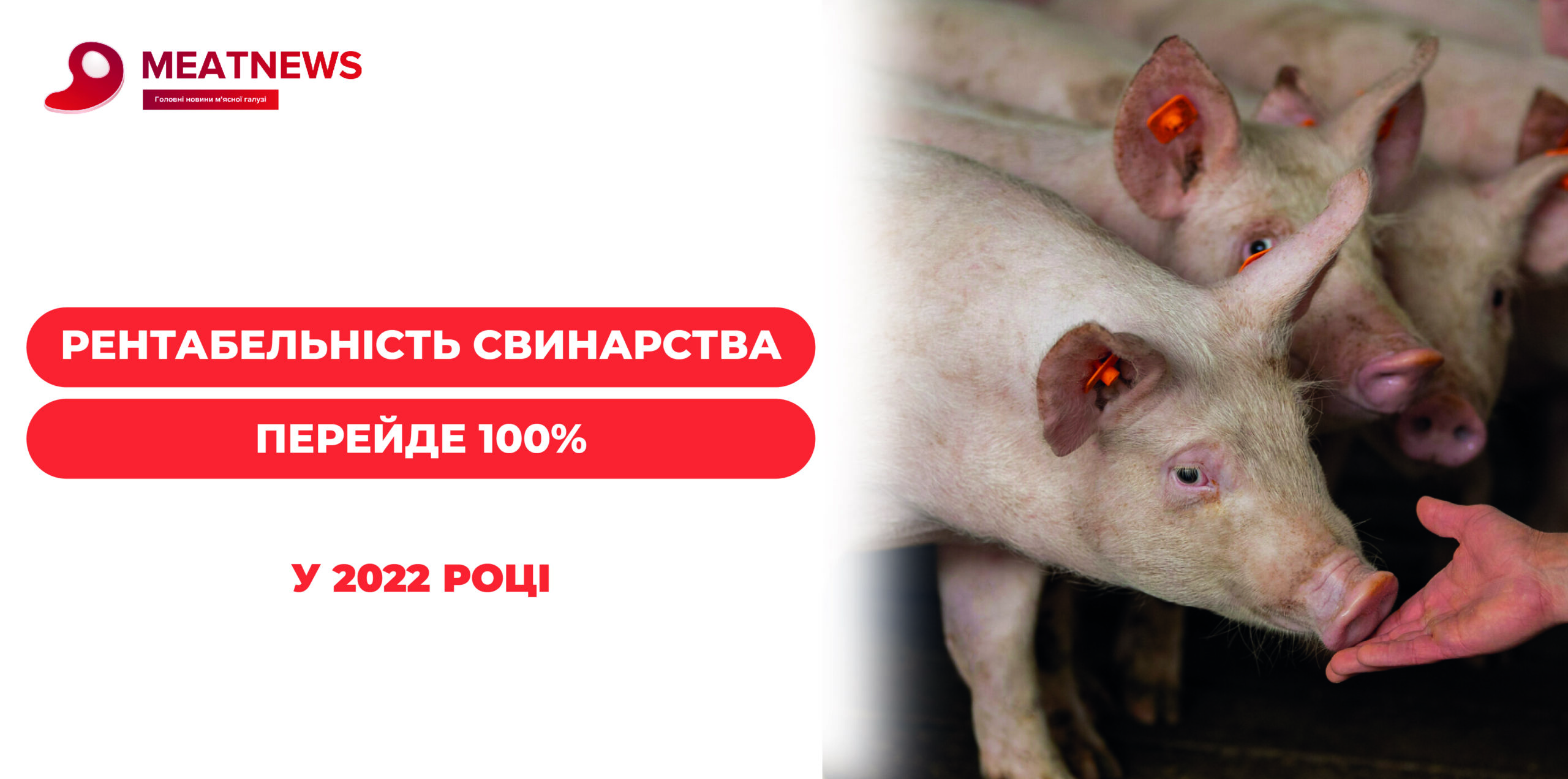 Рентабельність свинарства перейде 100% в 2022 році
