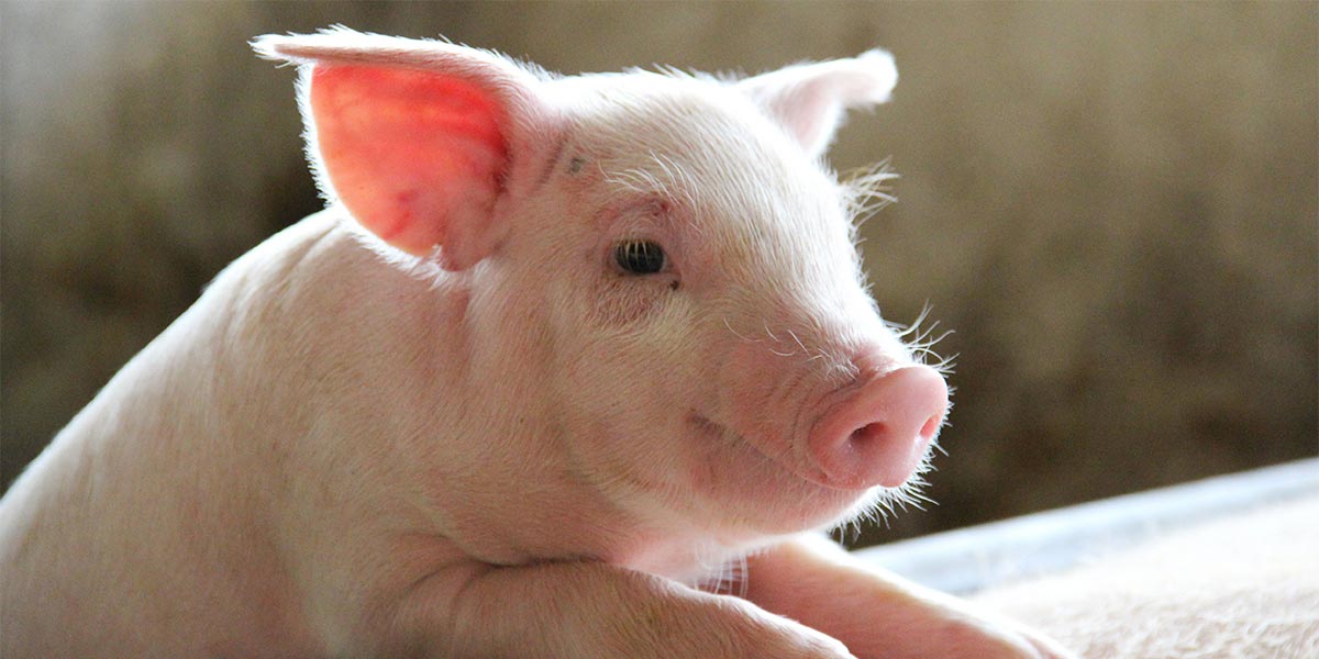Оприлюднено закупівельні ціни на живих свиней на 1 – 7 квітня 2024 року