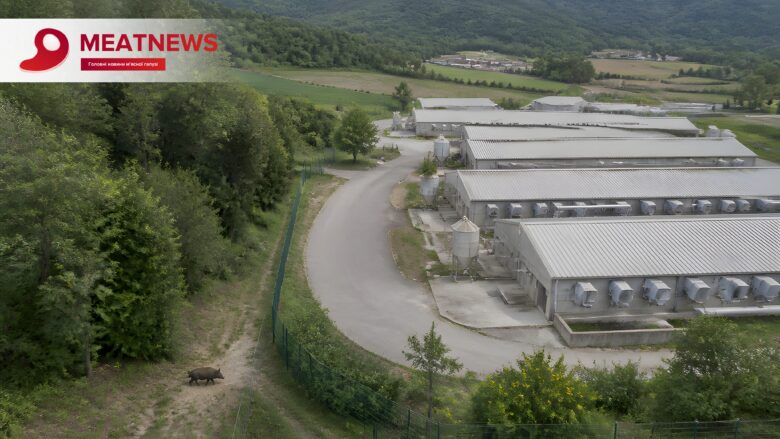 АЧС дійшла до Тоскани: в Італії вже 4307 заражених диких кабанів