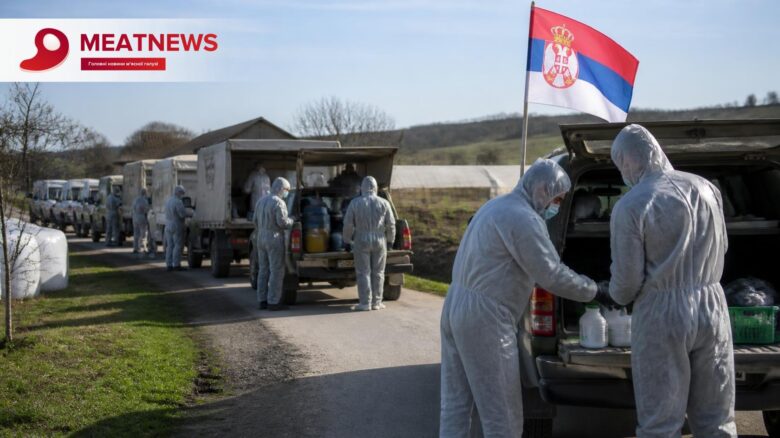 АЧС у Сербії: надзвичайний стан, 30 тисяч свиней втрачено